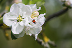 lady ladybird