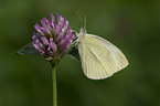 large white butterfly