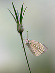 large white butterfly