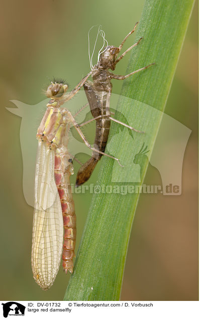 Frhe Adonisjungfer / large red damselfly / DV-01732