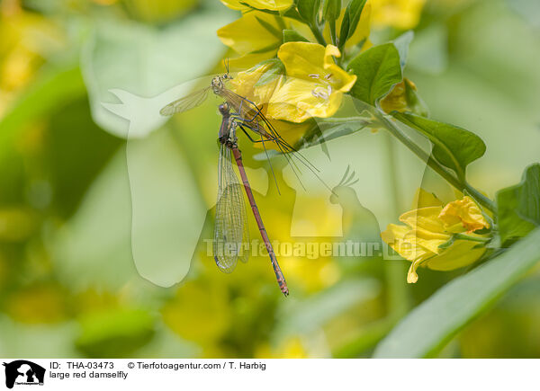 Frhe Adonislibelle / large red damselfly / THA-03473