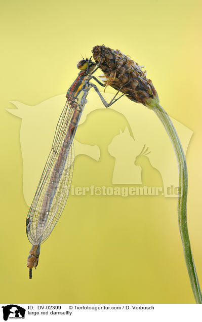 Frhe Adonislibelle / large red damselfly / DV-02399