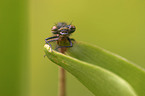 large red damselfly