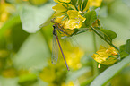 large red damselfly