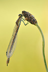 large red damselfly