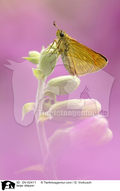 large skipper / DV-02411