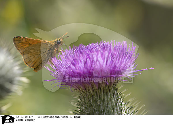Rostfarbiger Dickkopffalter / Large Skipper / SI-01174
