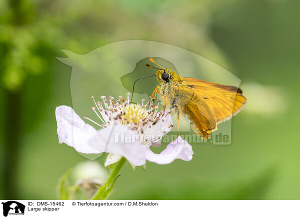 Rostfarbiger Dickkopffalter / Large skipper / DMS-15462