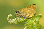 large skipper