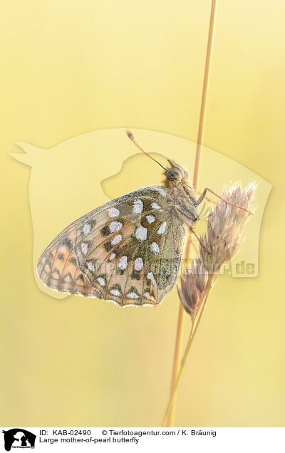 Groer Perlmuttfalter / Large mother-of-pearl butterfly / KAB-02490