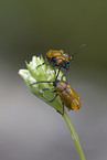 leaf beetle
