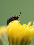 leaf beetle