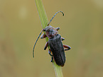 soldier beetle