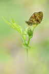 lesser marbled fritillary