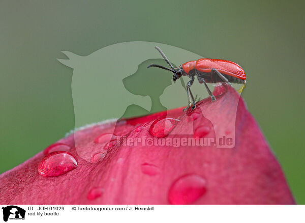 Lilienhhnchen auf Lilie / red lily beetle / JOH-01029