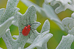 red lily beetle