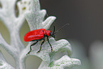 red lily beetle