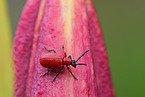 red lily beetle