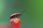 red lily beetle