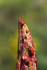red lily beetle