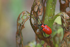 red lily beetle