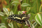 Lime Butterfly