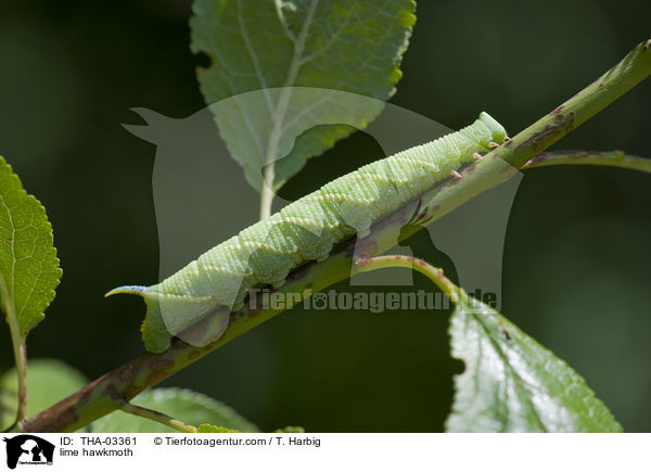 Lindenschwrmer / lime hawkmoth / THA-03361