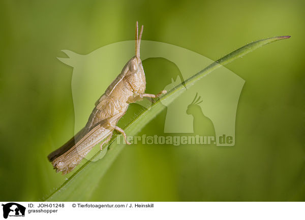 grasshopper / JOH-01248