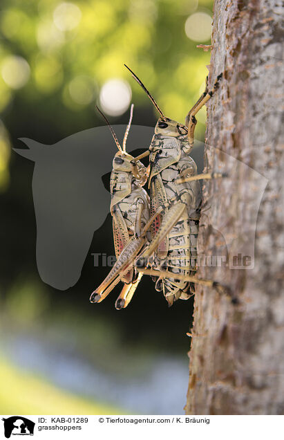 Kurzfhlerheuschrecken / grasshoppers / KAB-01289