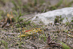 grasshopper
