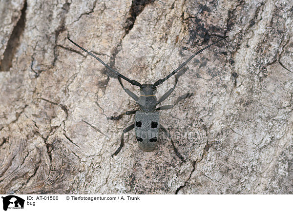 Trauerbock / bug / AT-01500