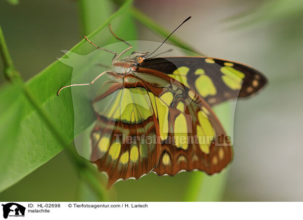 Malachitfalter / malachite / HL-02698
