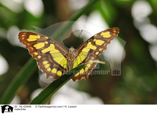 Malachitfalter / malachite / HL-02699