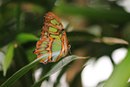 malachite