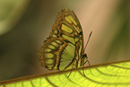 Malachite butterfly