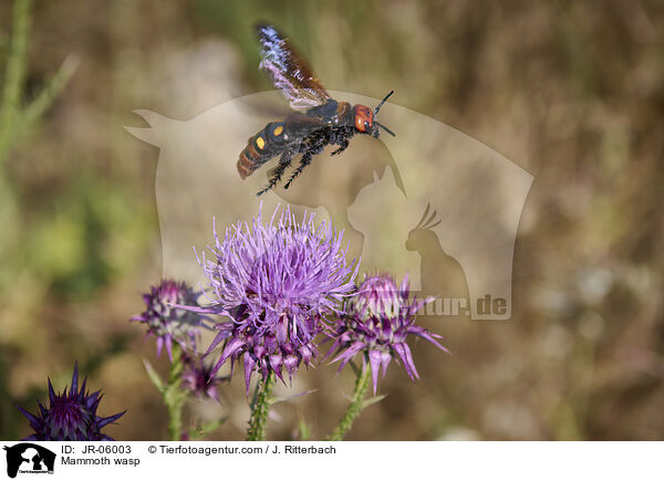 Gelbkpfige Dolchwespe / Mammoth wasp / JR-06003