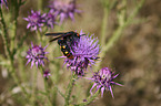 Mammoth wasp