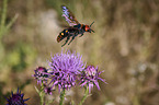Mammoth wasp