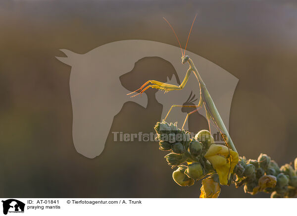 Gottesanbeterin / praying mantis / AT-01841