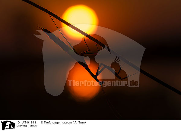 Gottesanbeterin / praying mantis / AT-01843