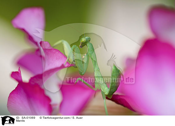 Gottesanbeterin / Mantis / SA-01069