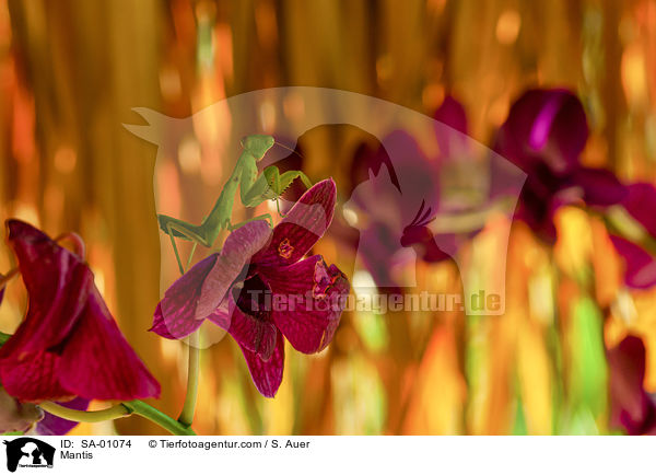 Gottesanbeterin / Mantis / SA-01074