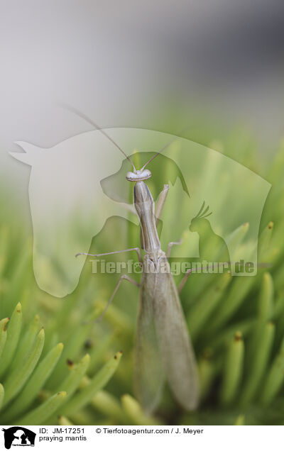 Gottesanbeterin / praying mantis / JM-17251