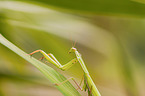 Mantis