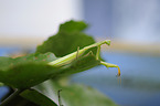 Mantis