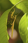 Mantis
