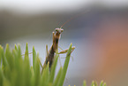 praying mantis