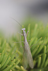praying mantis