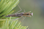 praying mantis