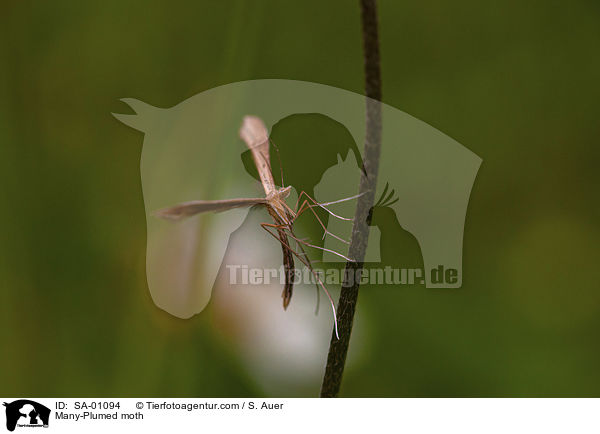 Federgeistchen / Many-Plumed moth / SA-01094